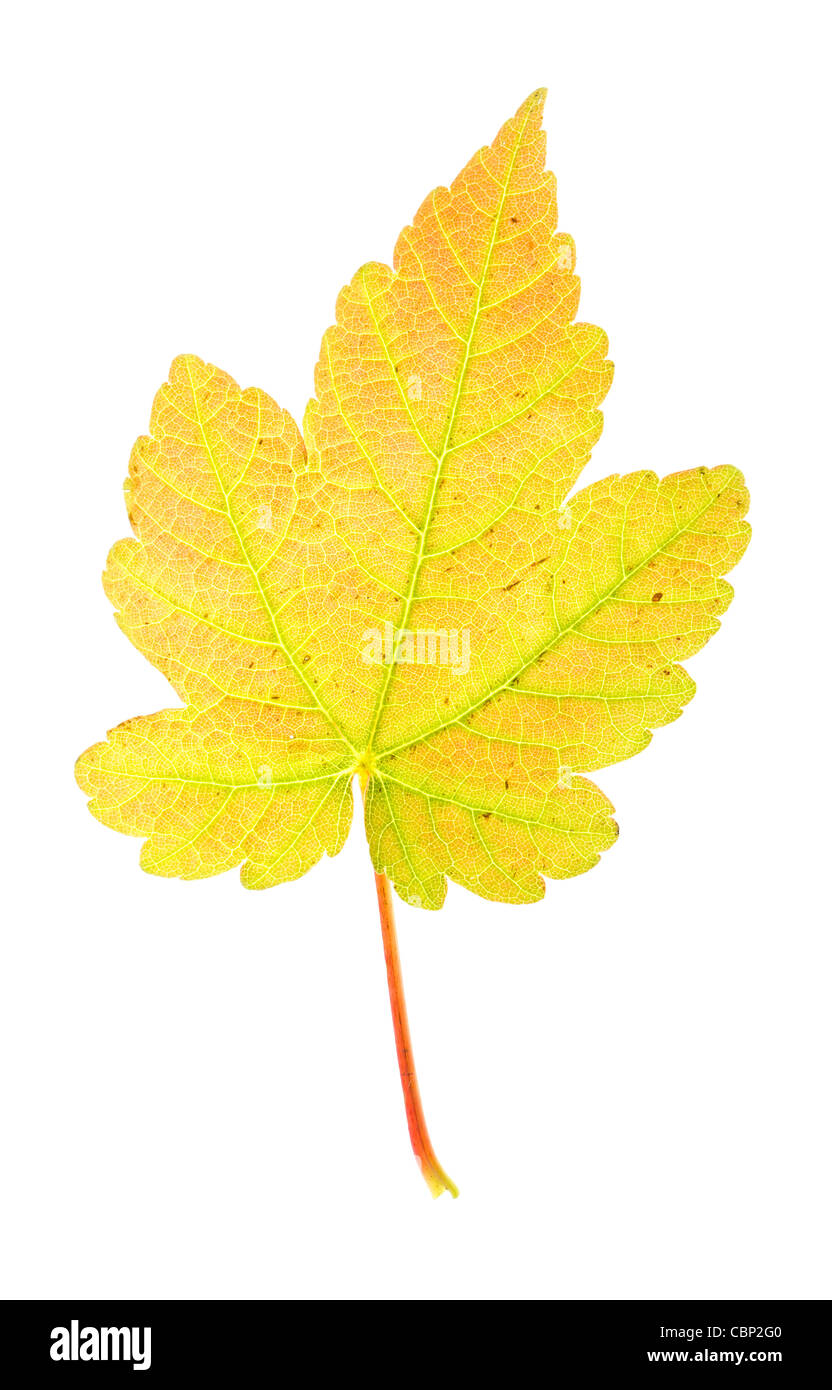 Automne feuilles sycomore sur fond blanc Banque D'Images