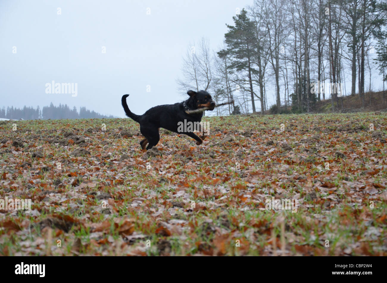 Chien courir avec une patère Banque D'Images