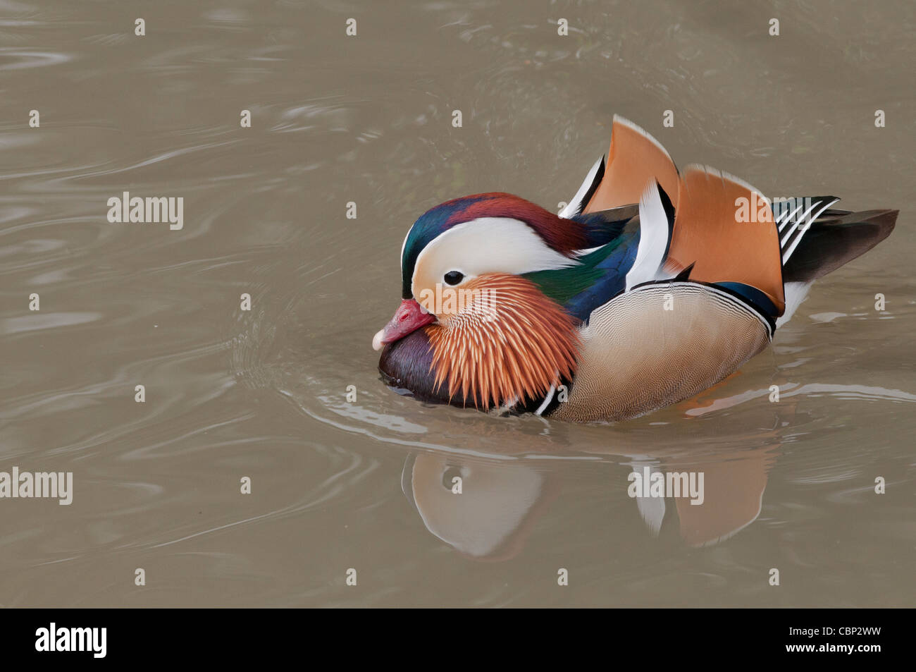 Canard Mandarin Aix galericulata' 'la baignade dans un lac. Banque D'Images