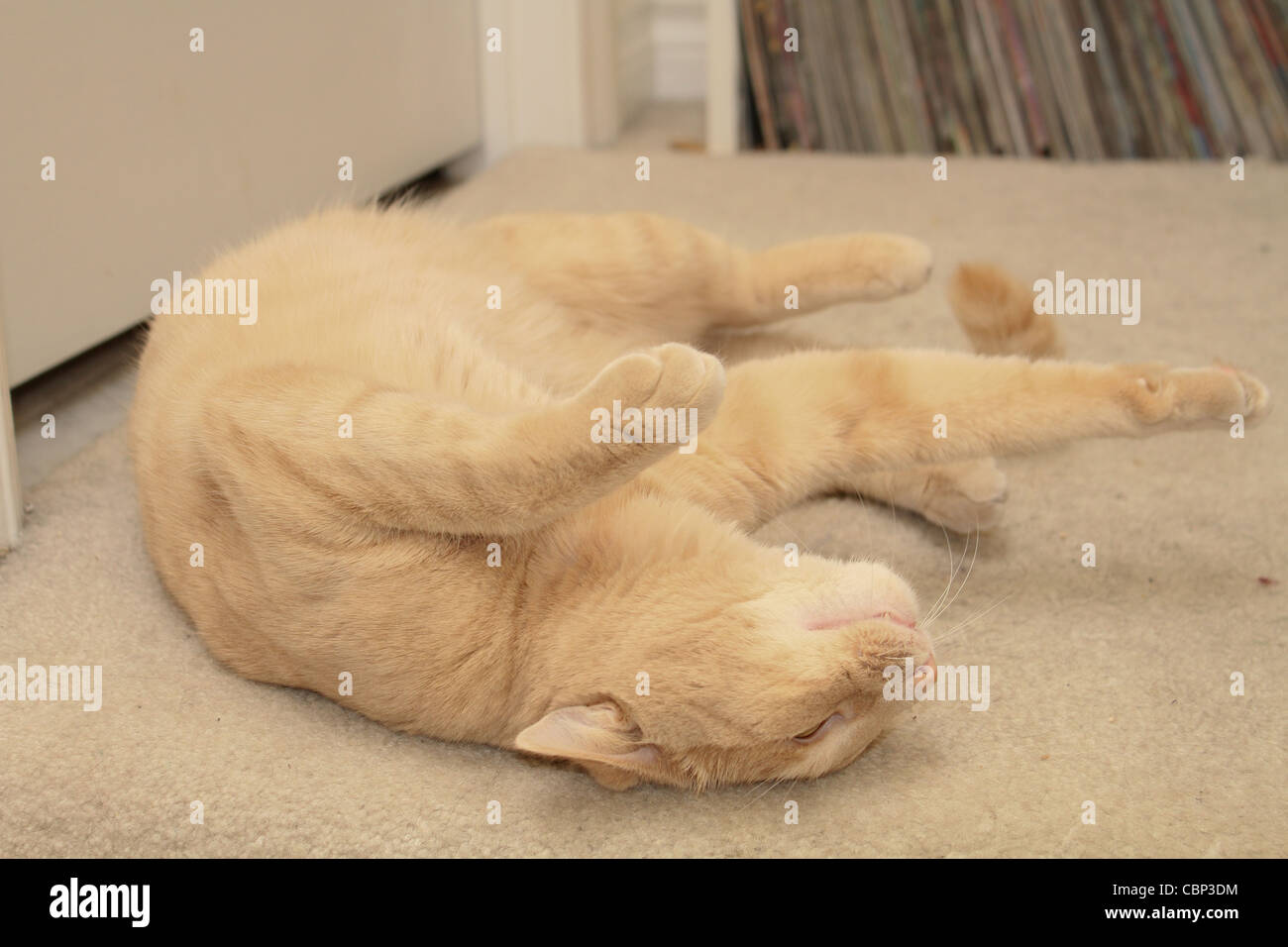 Chat domestique brun couché escaliers tapis Banque D'Images