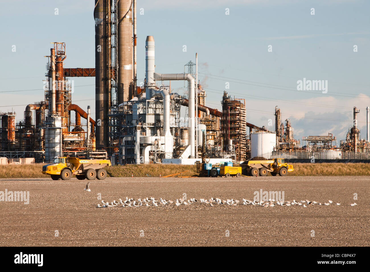 Goélands en face d'une usine pétrochimique de Seal Sands sur Teeside, au nord-est, au Royaume-Uni. Banque D'Images