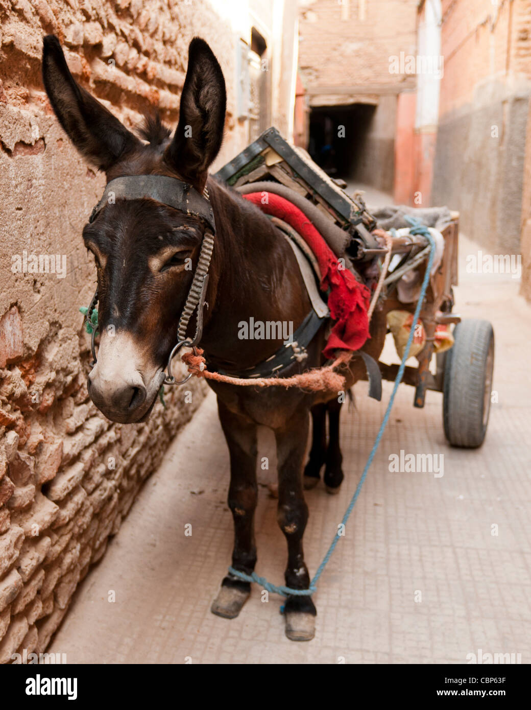 Âne avec panier en attente dans Marrakech,Maroc Banque D'Images
