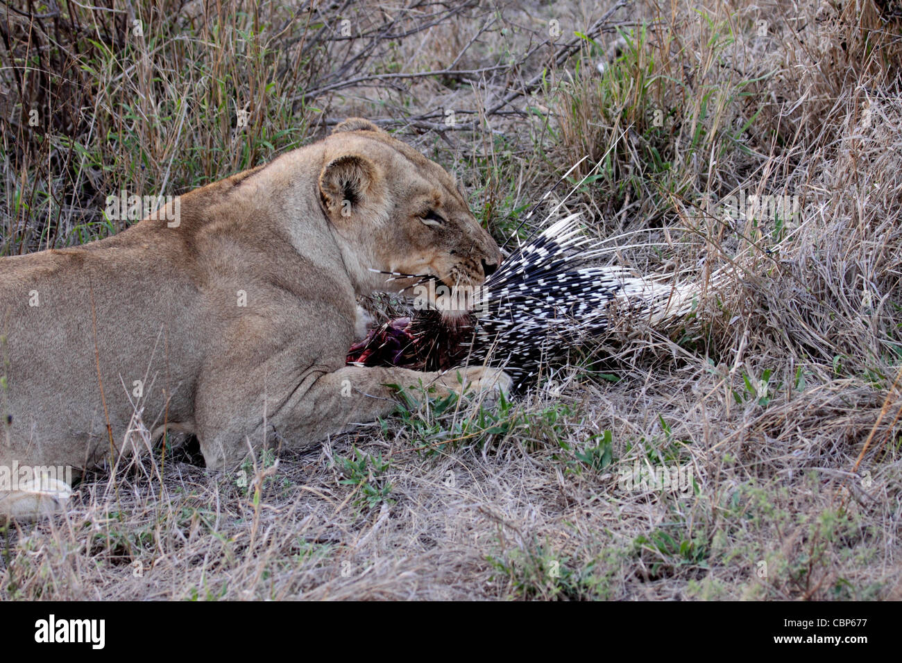 Femme lion manger des proies porcupine Banque D'Images