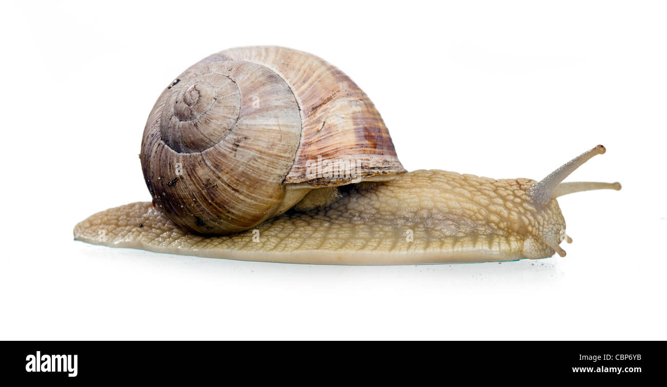 Escargot isolé sur fond blanc Banque D'Images