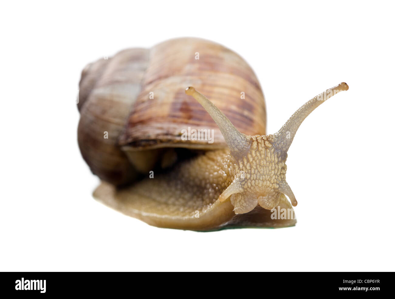 Escargot isolé sur fond blanc Banque D'Images
