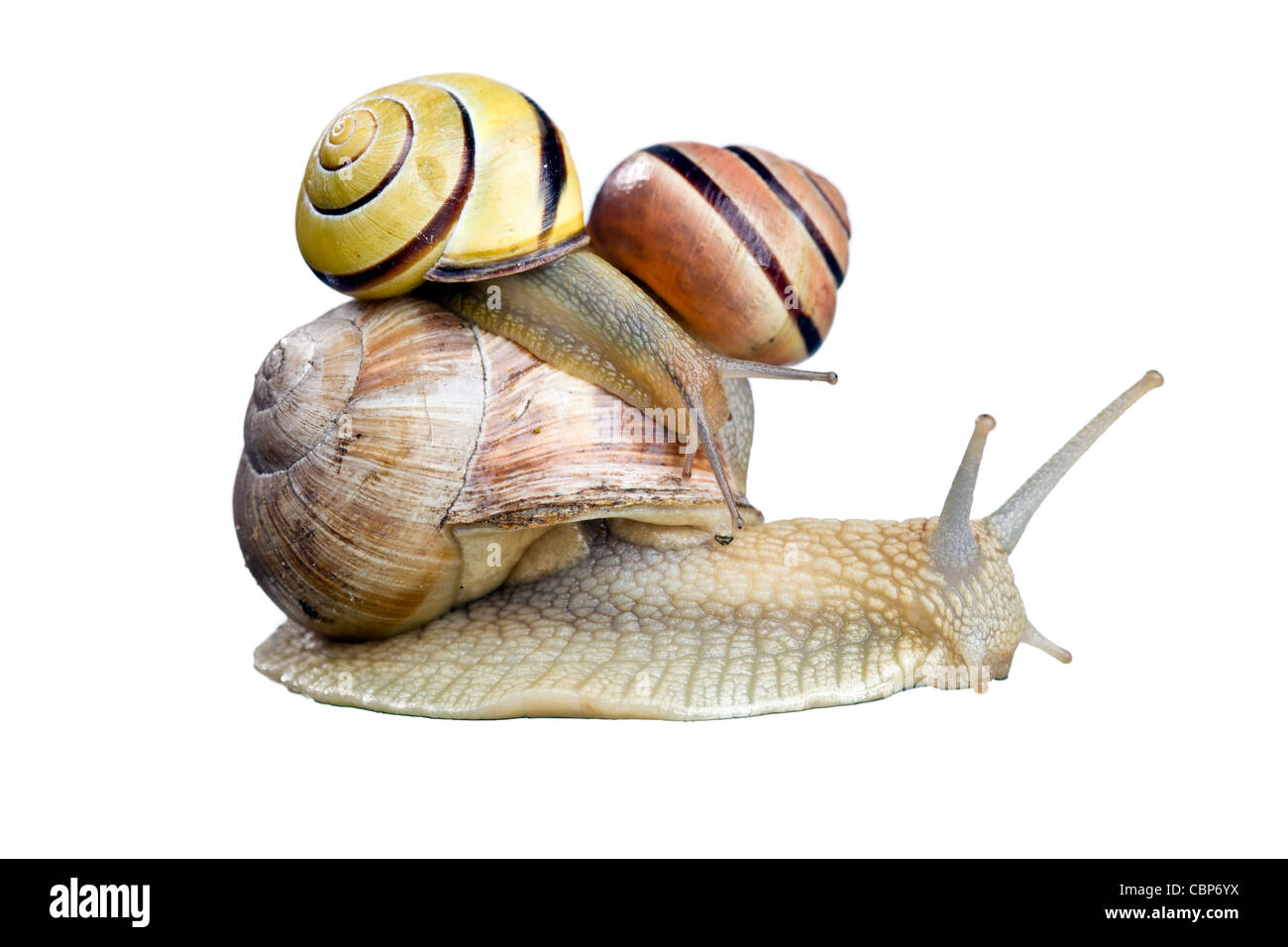 Escargot isolé sur fond blanc Banque D'Images