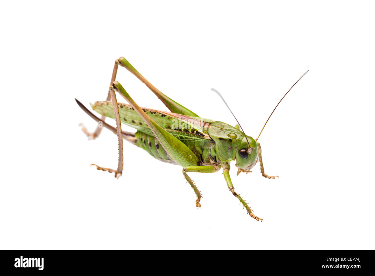 Sauterelle verte isolé sur blanc. Banque D'Images