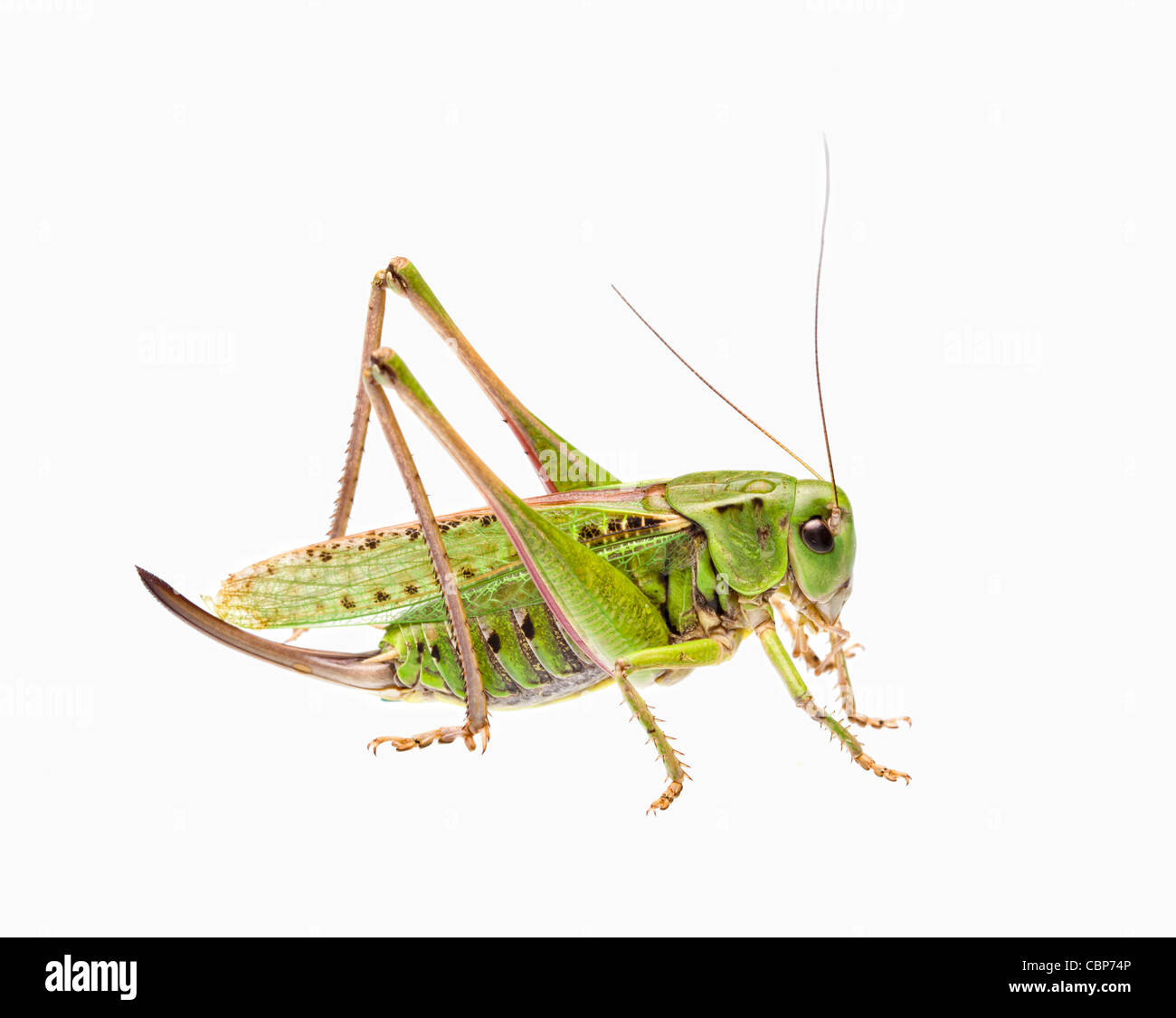 Sauterelle verte isolé sur blanc. Banque D'Images