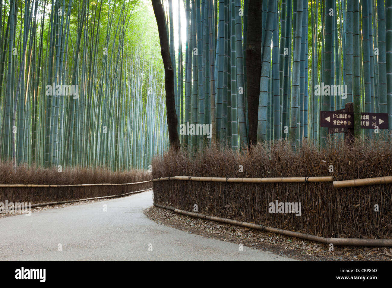 Route à travers la forêt de bambous à Arashiyama, près de Sagano, à la périphérie ouest de Kyoto, au Japon. Banque D'Images