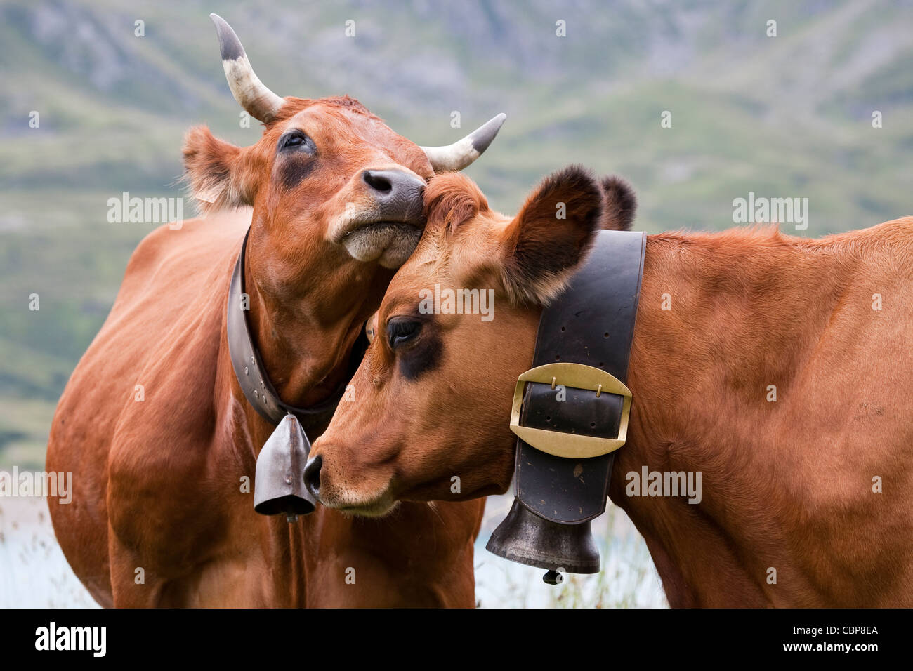 Cloches de vache Banque de photographies et d'images à haute résolution -  Alamy