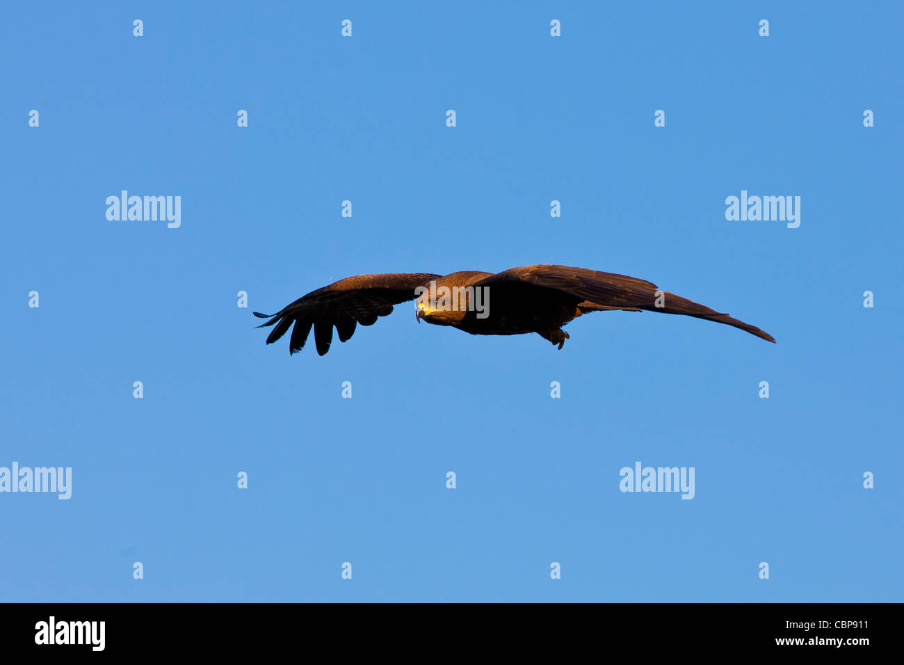 Milan noir indien d'oiseaux rapaces, Milvus migrans, par le lac Pichola, tôt le matin, Udaipur, Rajasthan, Inde Banque D'Images