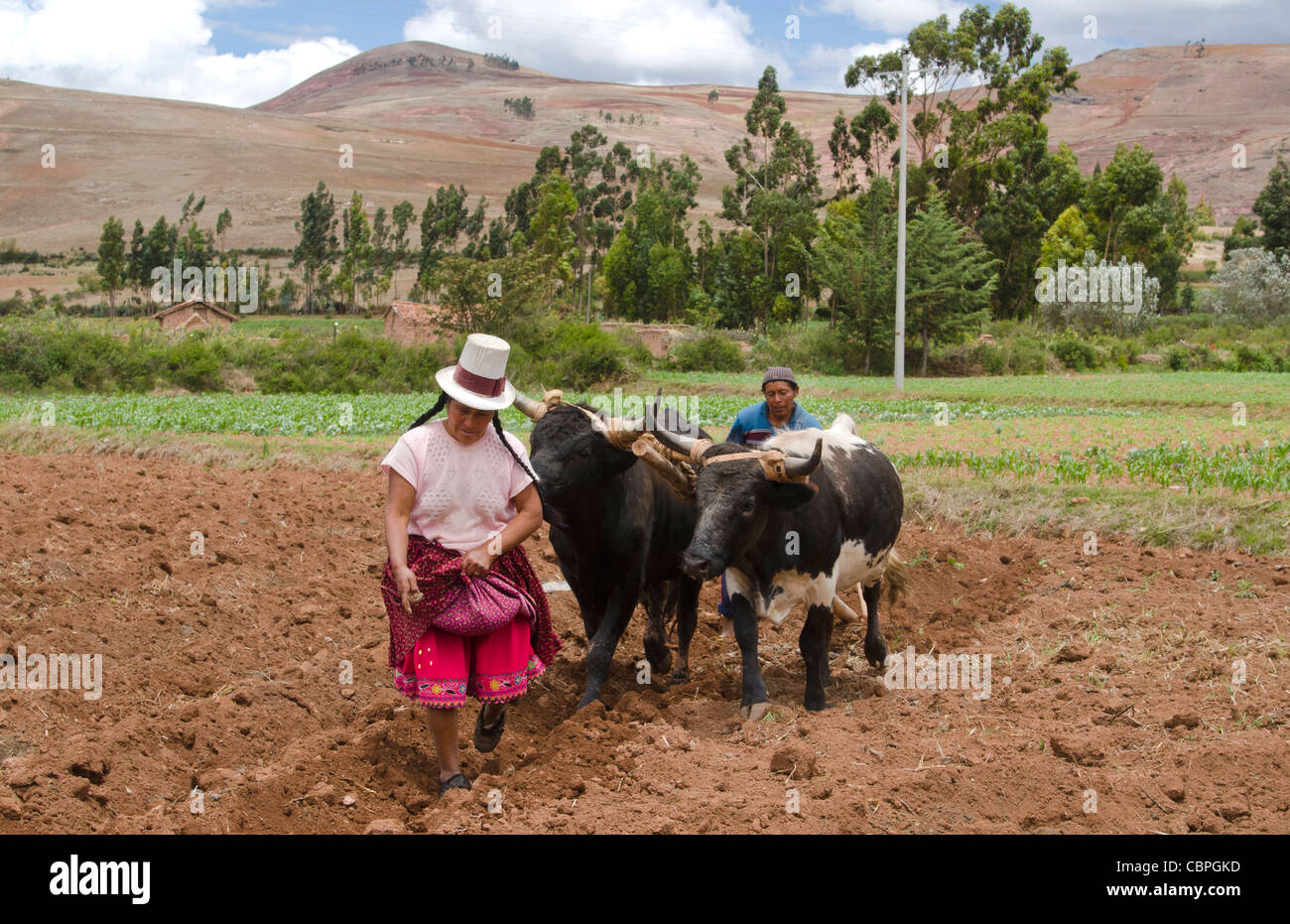 Images de l'agriculture travaille avec deux boeufs dans l'exploitation dans la petite ville de Chinchero Pérou Amérique du Sud Banque D'Images
