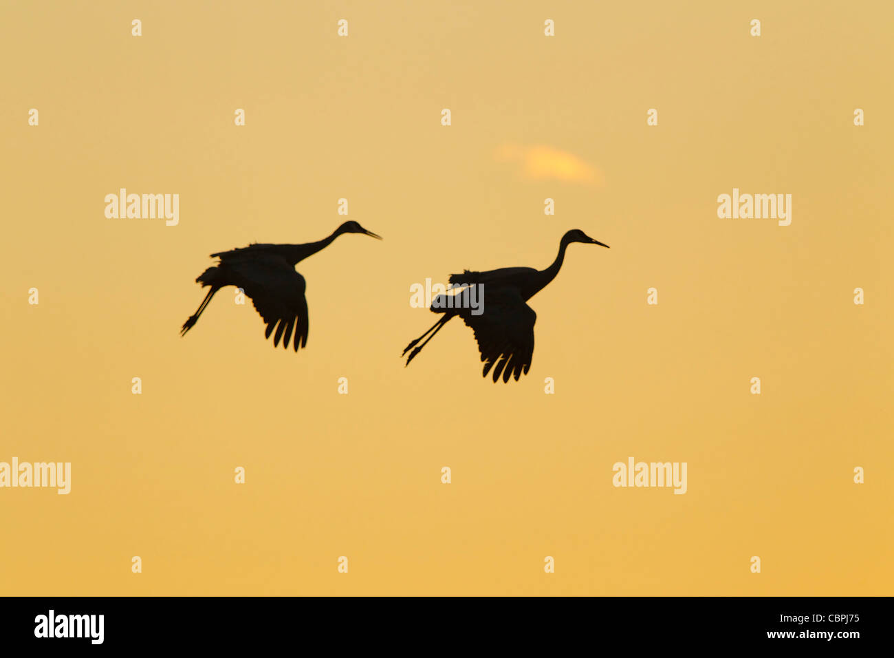 Deux grues du Canada entrée en terre contre un coucher de soleil orange Banque D'Images