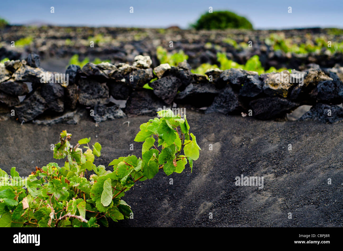 La Geria, région viticole. Lanzarote. Canaries, Espagne Banque D'Images