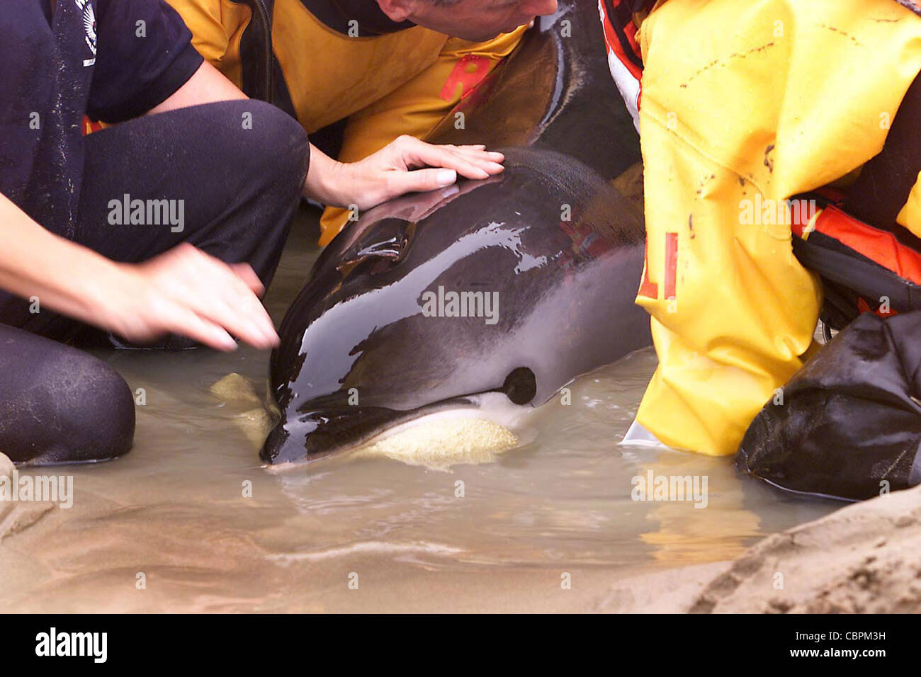 Les services de secours d'essayer d'aider un dauphin échoué. Photo par James Boardman. Banque D'Images