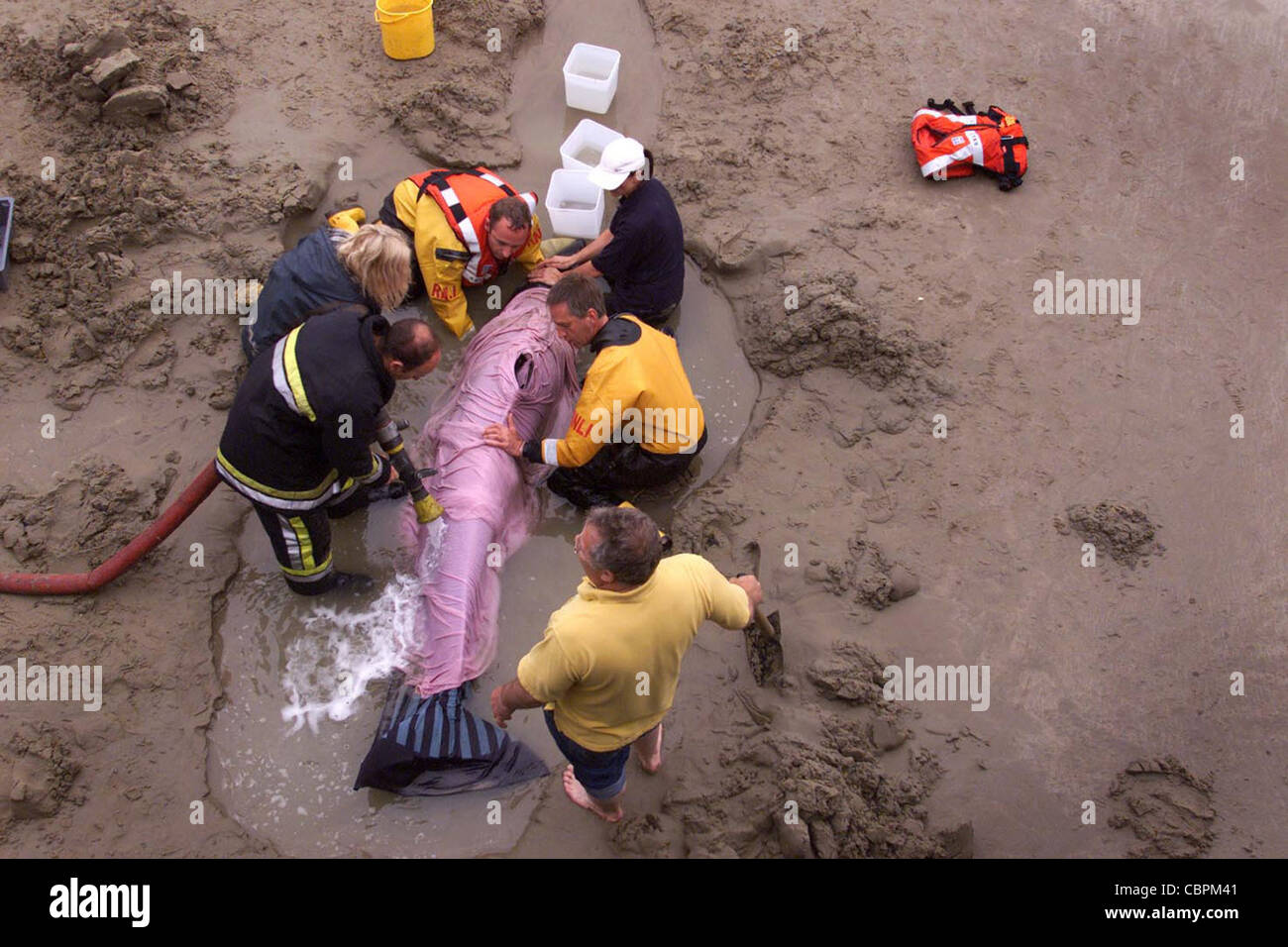 Les services de secours d'essayer d'aider un dauphin échoué. Photo par James Boardman. Banque D'Images