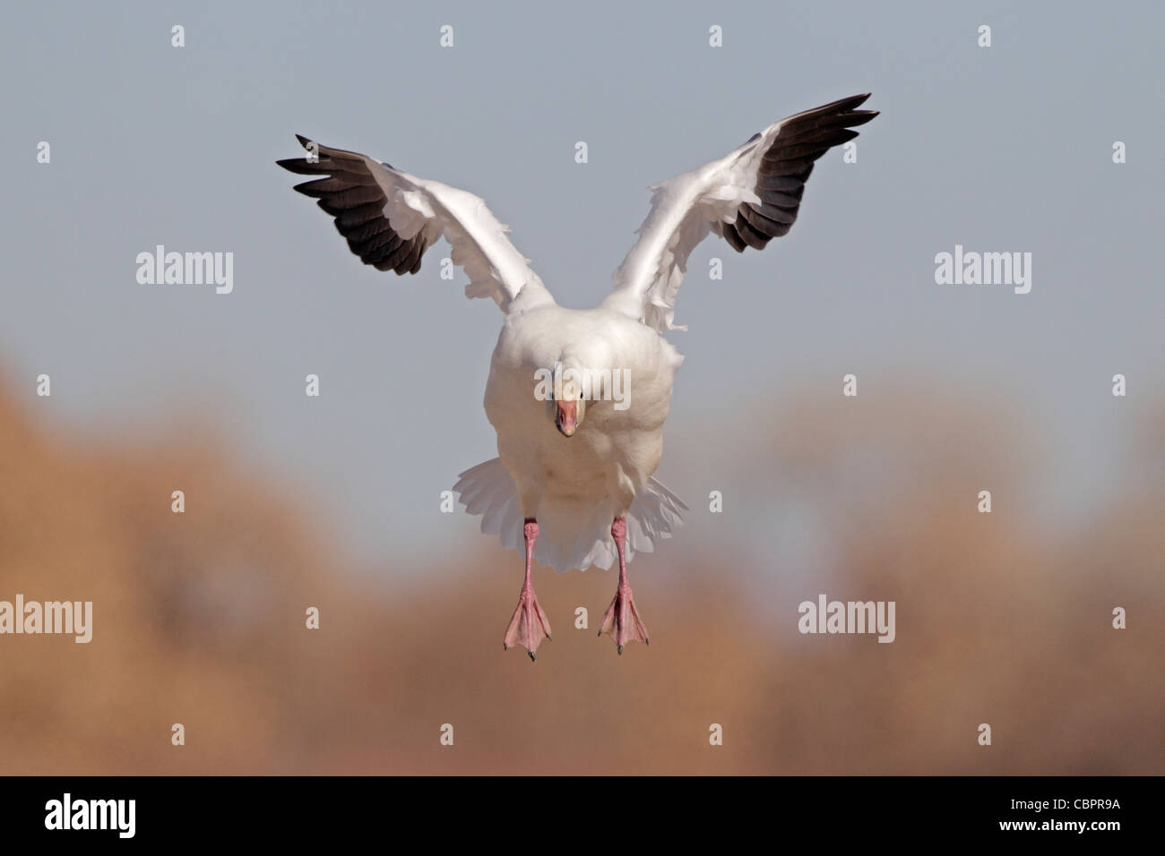 Oie des neiges entrée en terre Banque D'Images