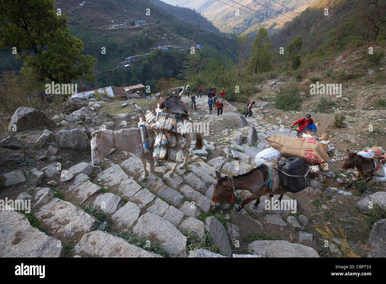 L'âne portant dispositions pour les villages isolés sur le circuit de l'Annapurna Himalaya, Népal, Banque D'Images