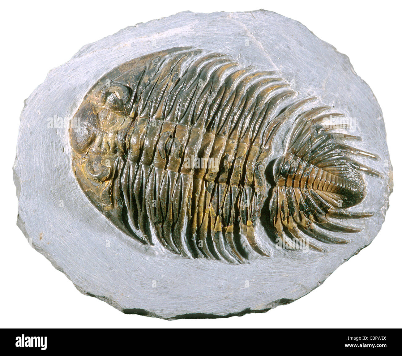 Fossiles de trilobites du Dévonien moyen, Heliopyge, Maroc Banque D'Images