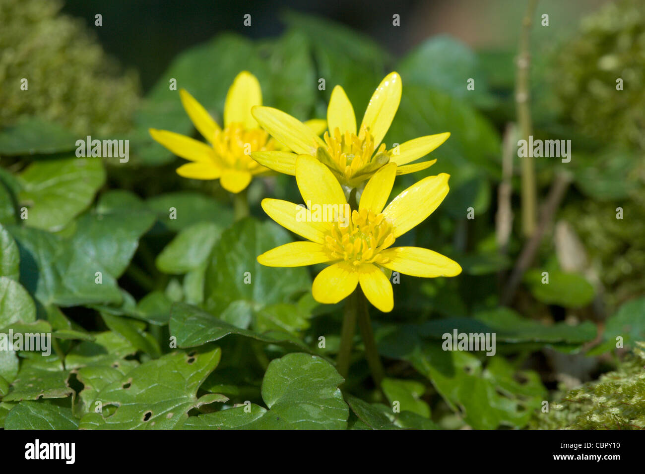 Moins de trois, Chélidoine, Ranunculus ficaria, fleurs. Banque D'Images