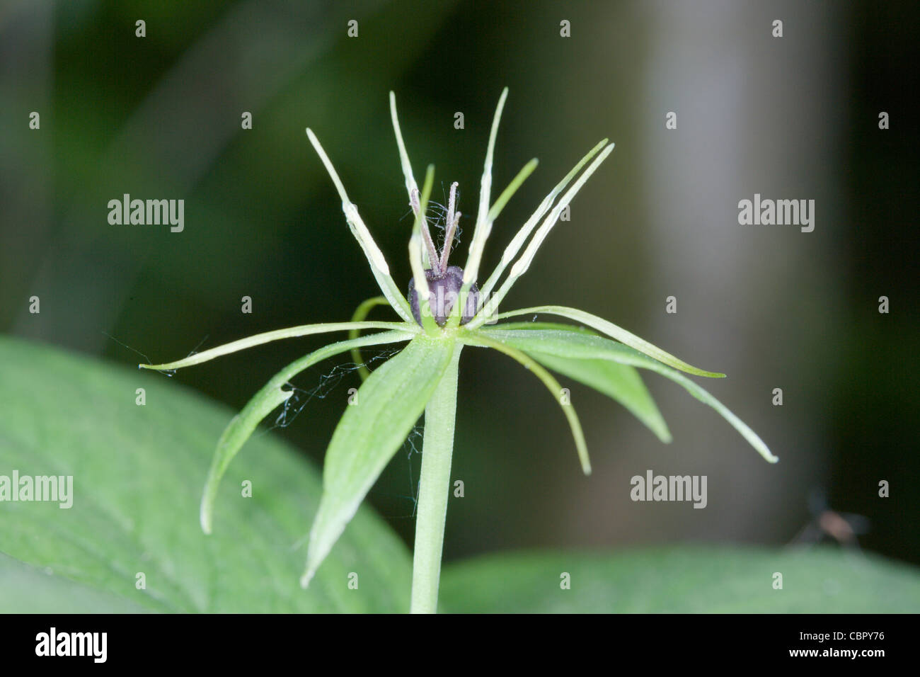 Herb-Paris Paris quadrifolia fleur. Banque D'Images