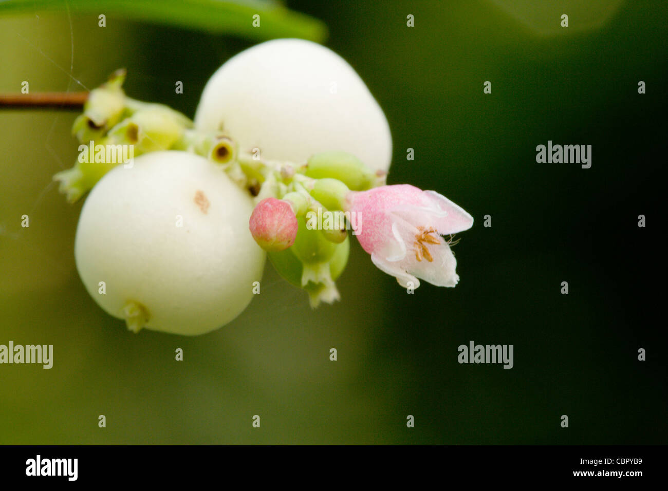 La symphorine Symphoricarpos albus, petits fruits et fleurs. Banque D'Images