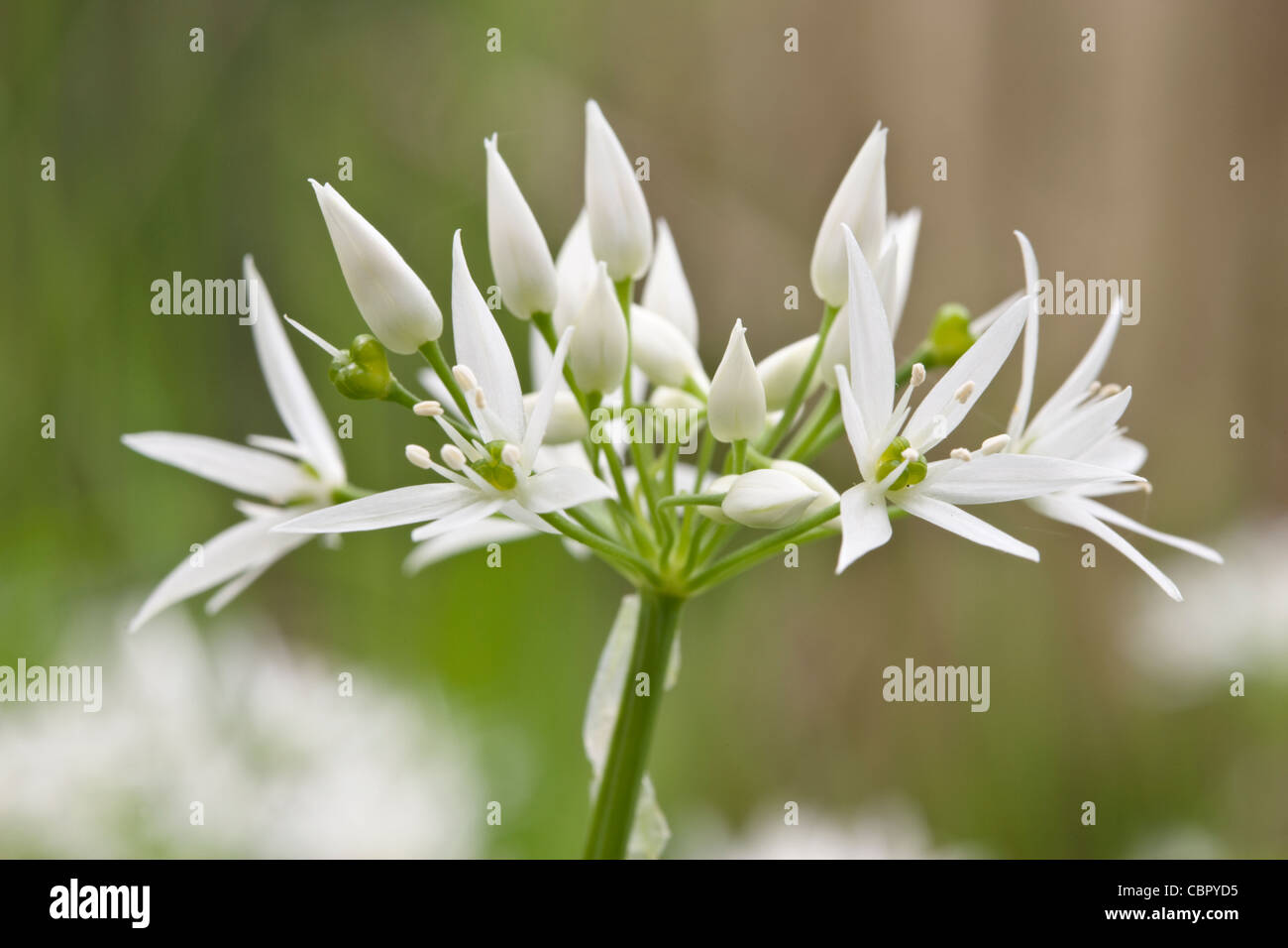 Ramsons, Allium ursinum, fleurs. Banque D'Images