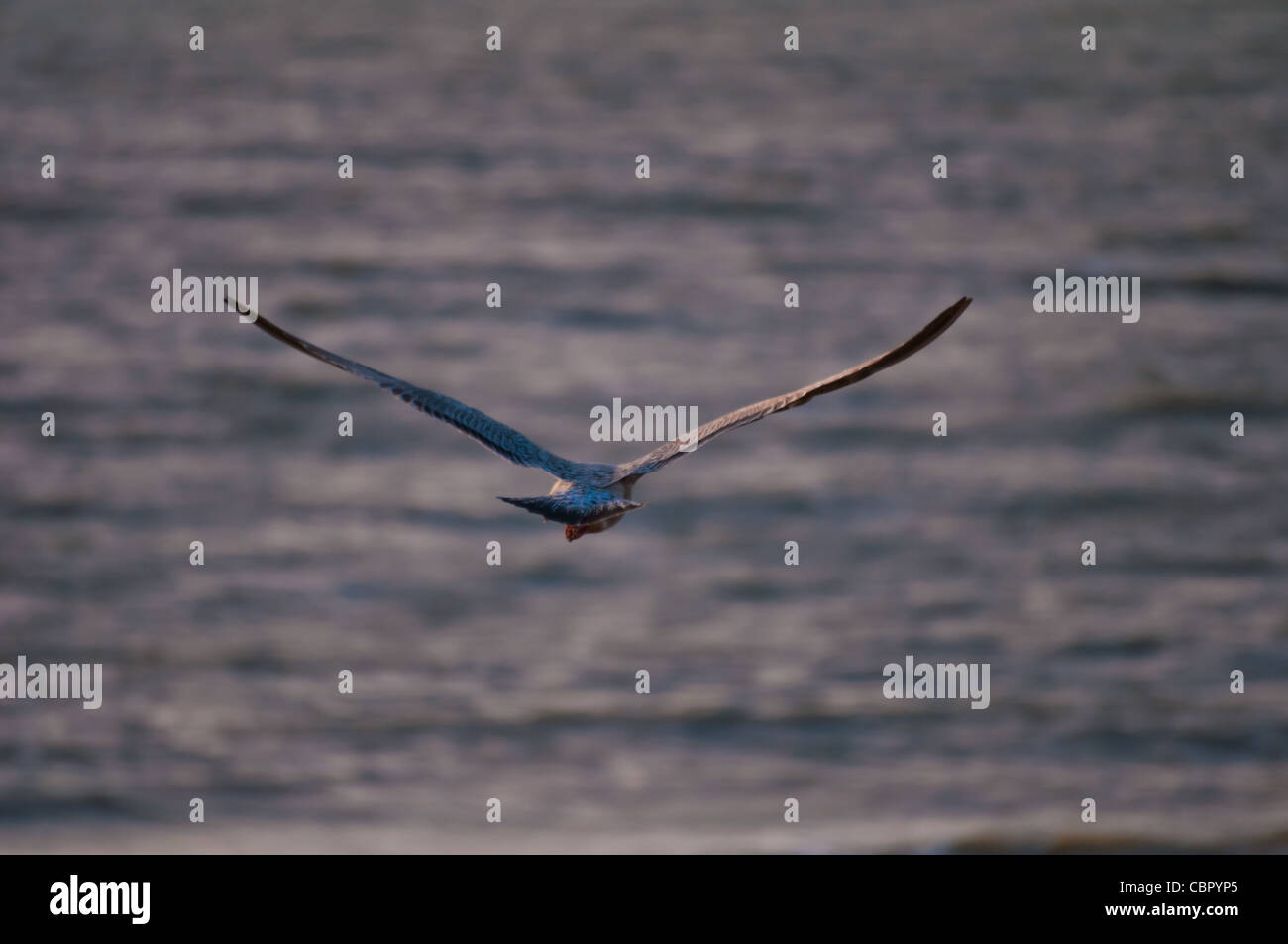 Seagull flying loin dans la mer Banque D'Images
