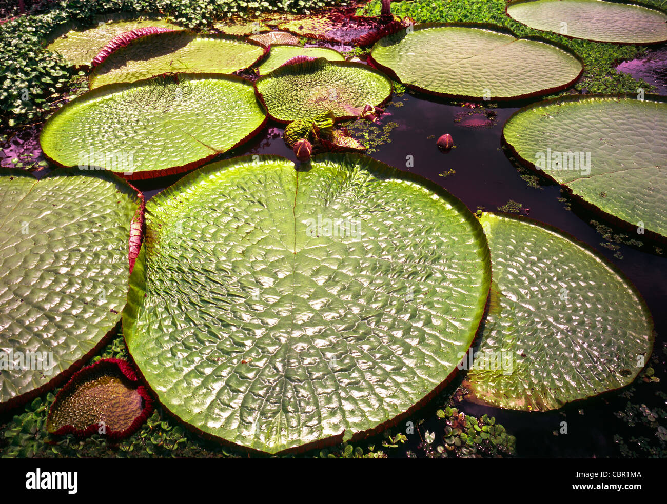 Victoria Amazonica water lilly géant Banque D'Images