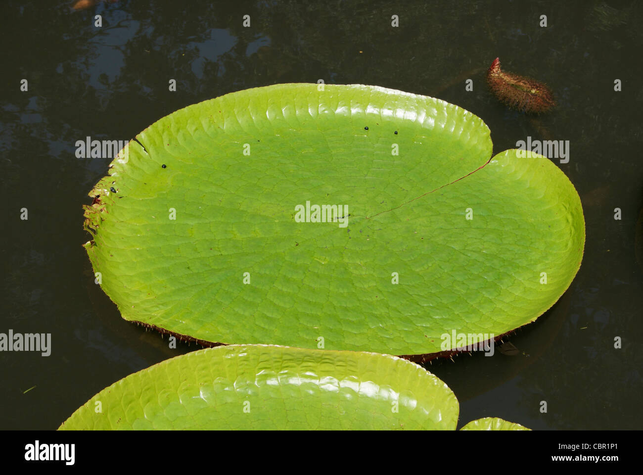 En forme de nénuphar géant de l'amour dans l'eau peu profonde au Kerala Banque D'Images