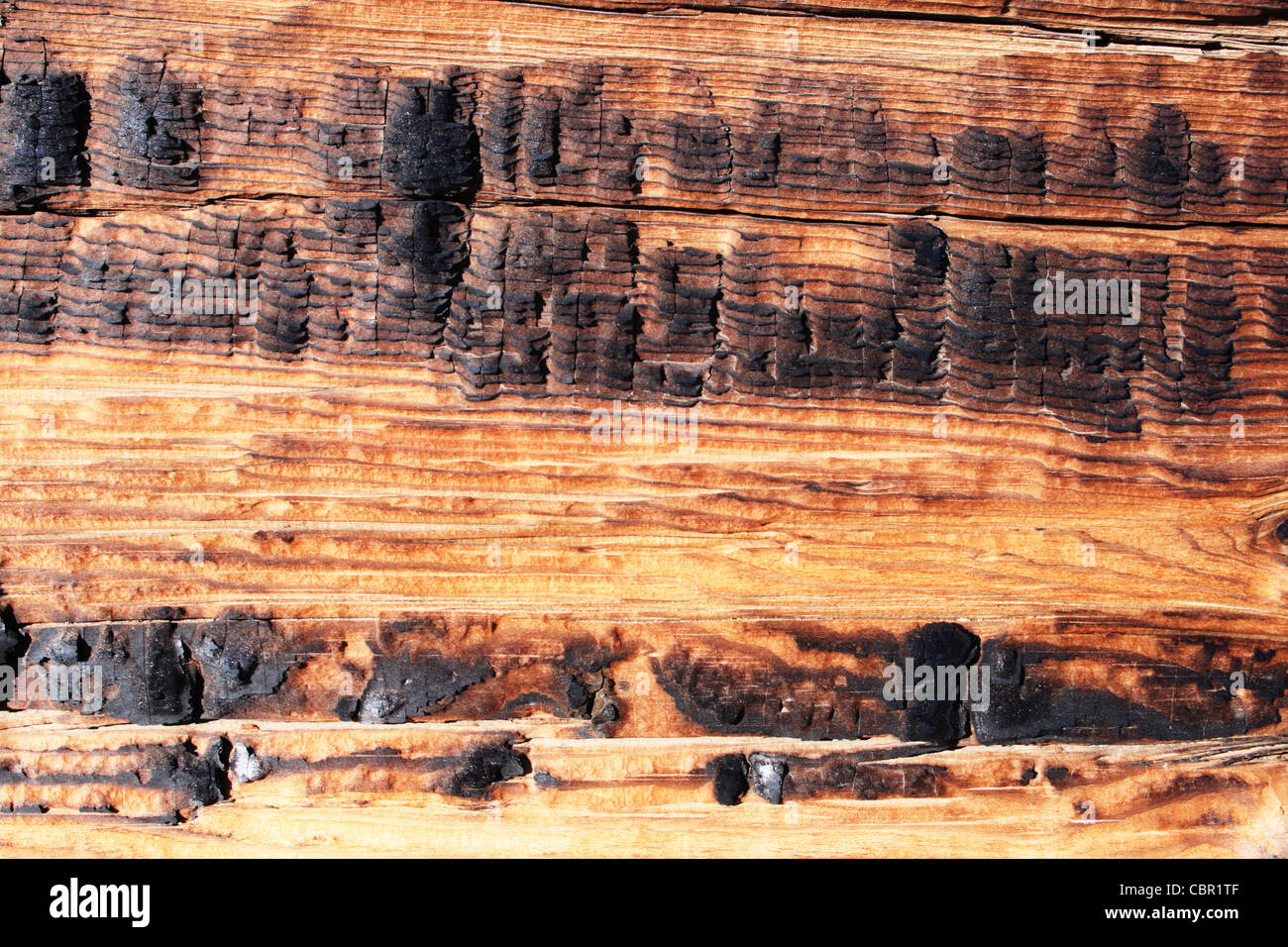 Vieux bois de pins calcinés texture d'arrière-plan Banque D'Images