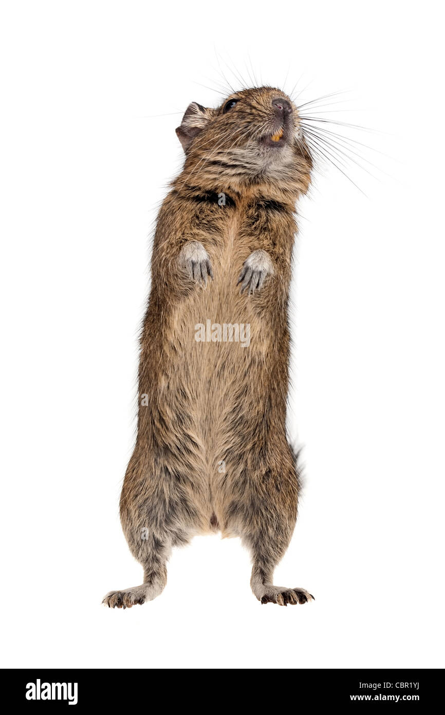 Degu rodent pet dans l'article poser isolated on white Banque D'Images