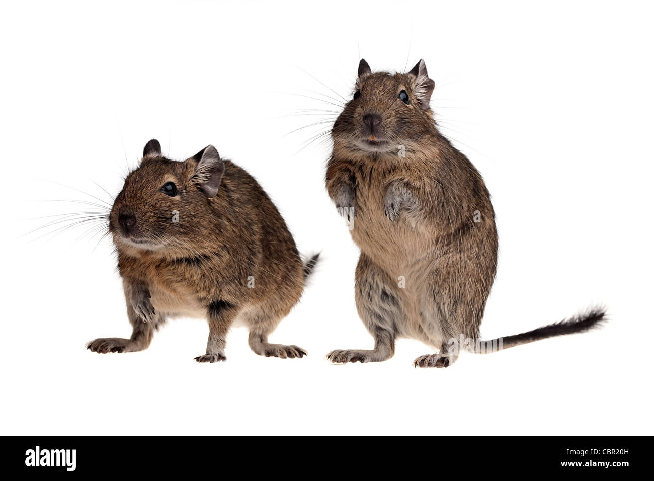 Rat d'Amérique du Sud deux degu isolated on white Banque D'Images
