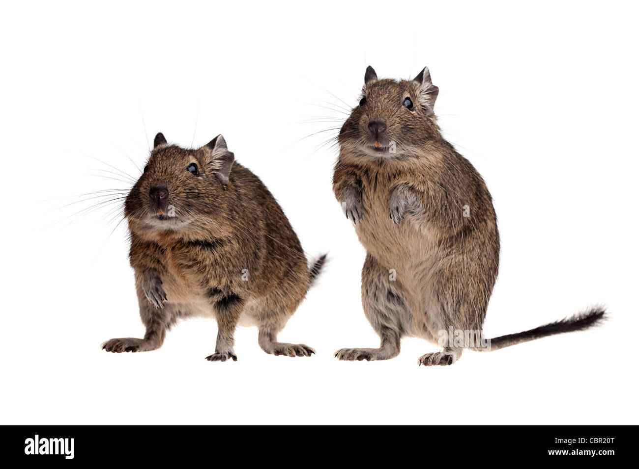 Rat d'Amérique du Sud deux degu isolated on white Banque D'Images