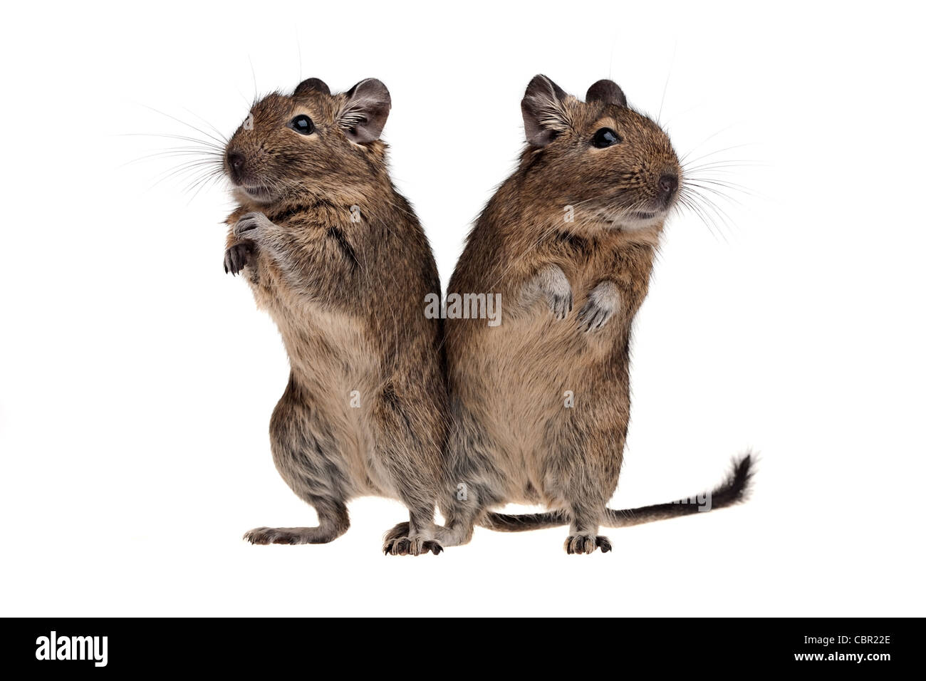 Deux degu pleine longueur permanent isolated on white Banque D'Images
