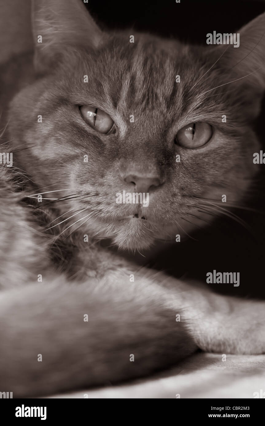 Portrait noir et blanc de cat's face Banque D'Images