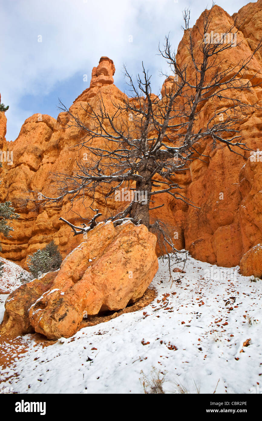 Red Canyon, Dixie National Forest, Utah, USA Banque D'Images