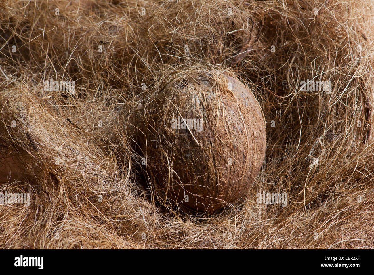 Noix de coco séchée sur un tapis de fibres de noix de coco Banque D'Images