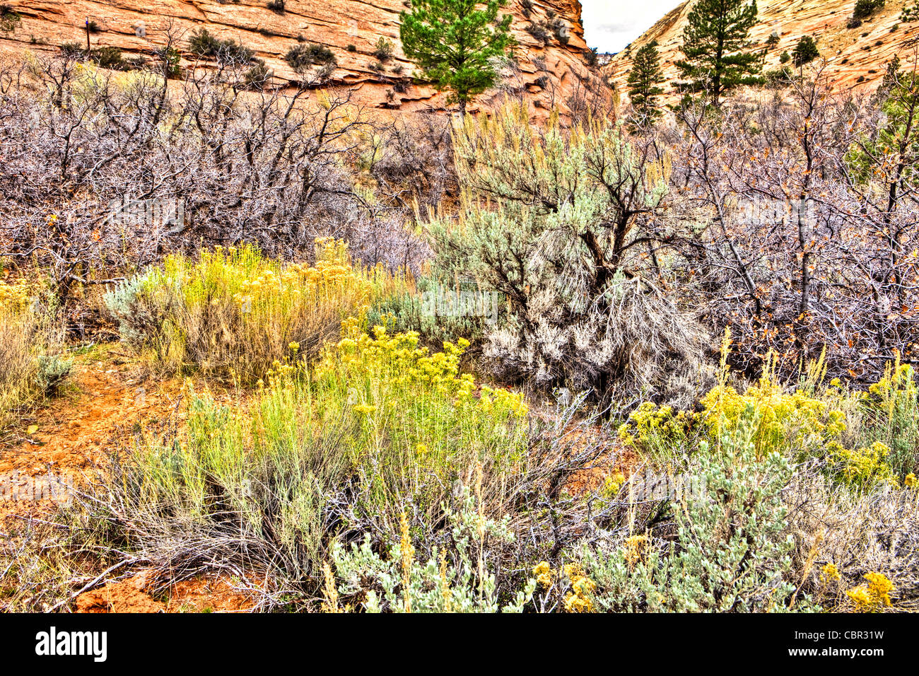 La végétation du désert, Zion National Park, Utah, USA Banque D'Images