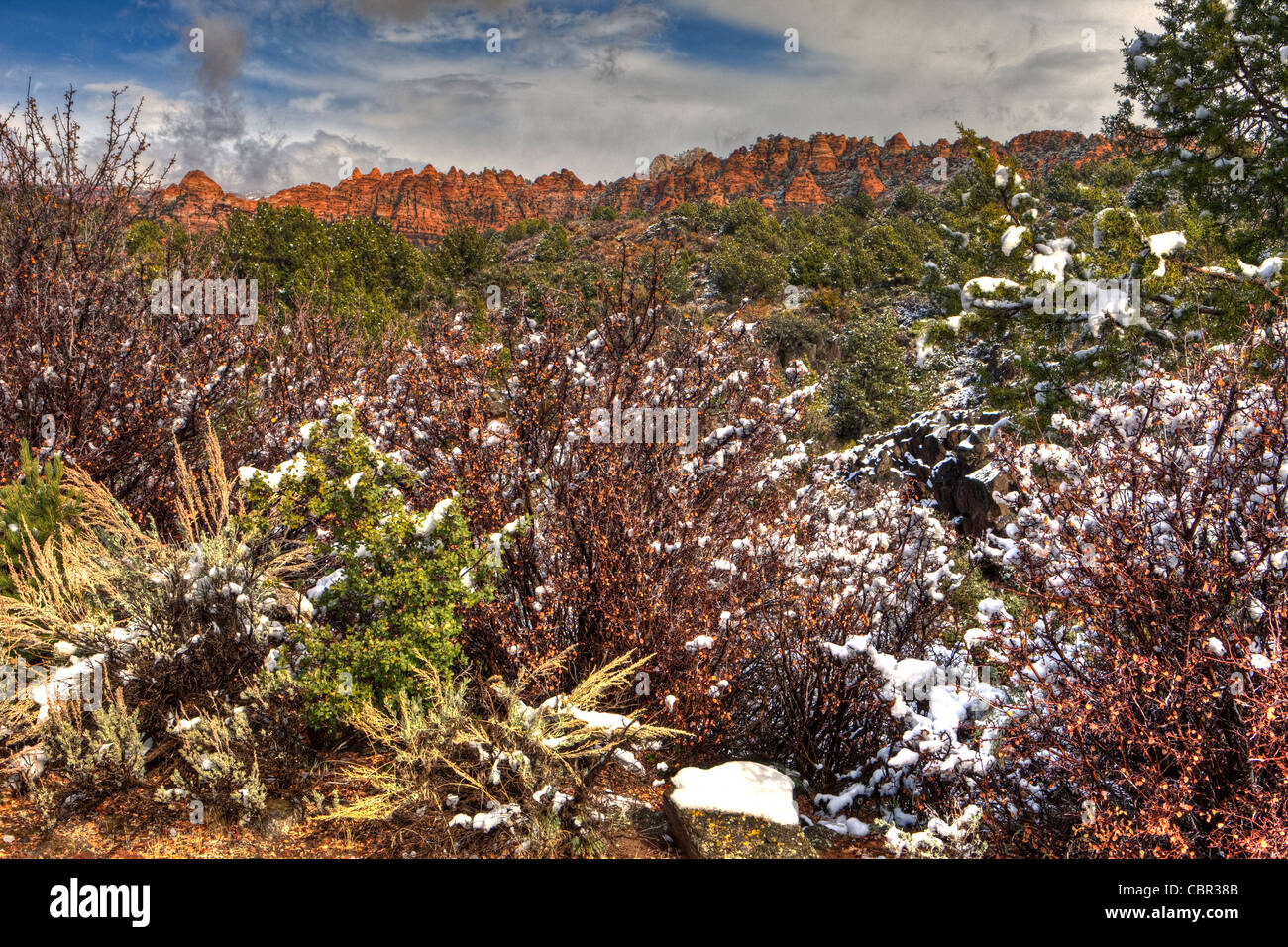 Kolob inférieur Plateau, Lee Valley, Zion National Park, Utah, USA Banque D'Images