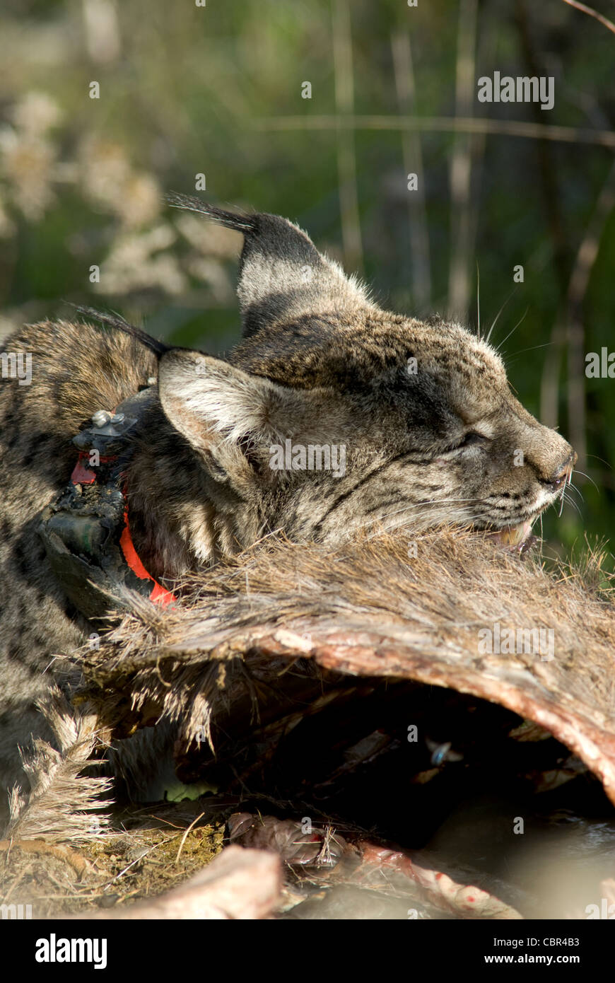 Le Lynx ibérique sauvages se nourrissent de carcasse de red deer piégés dans wire fence Banque D'Images