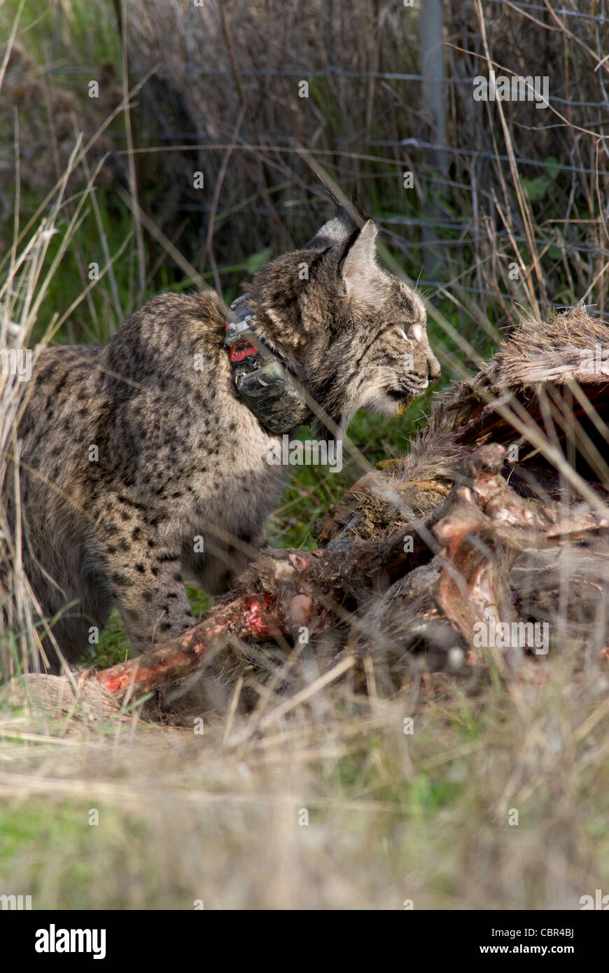 Le Lynx ibérique sauvages se nourrissent de carcasse de red deer piégés dans wire fence Banque D'Images