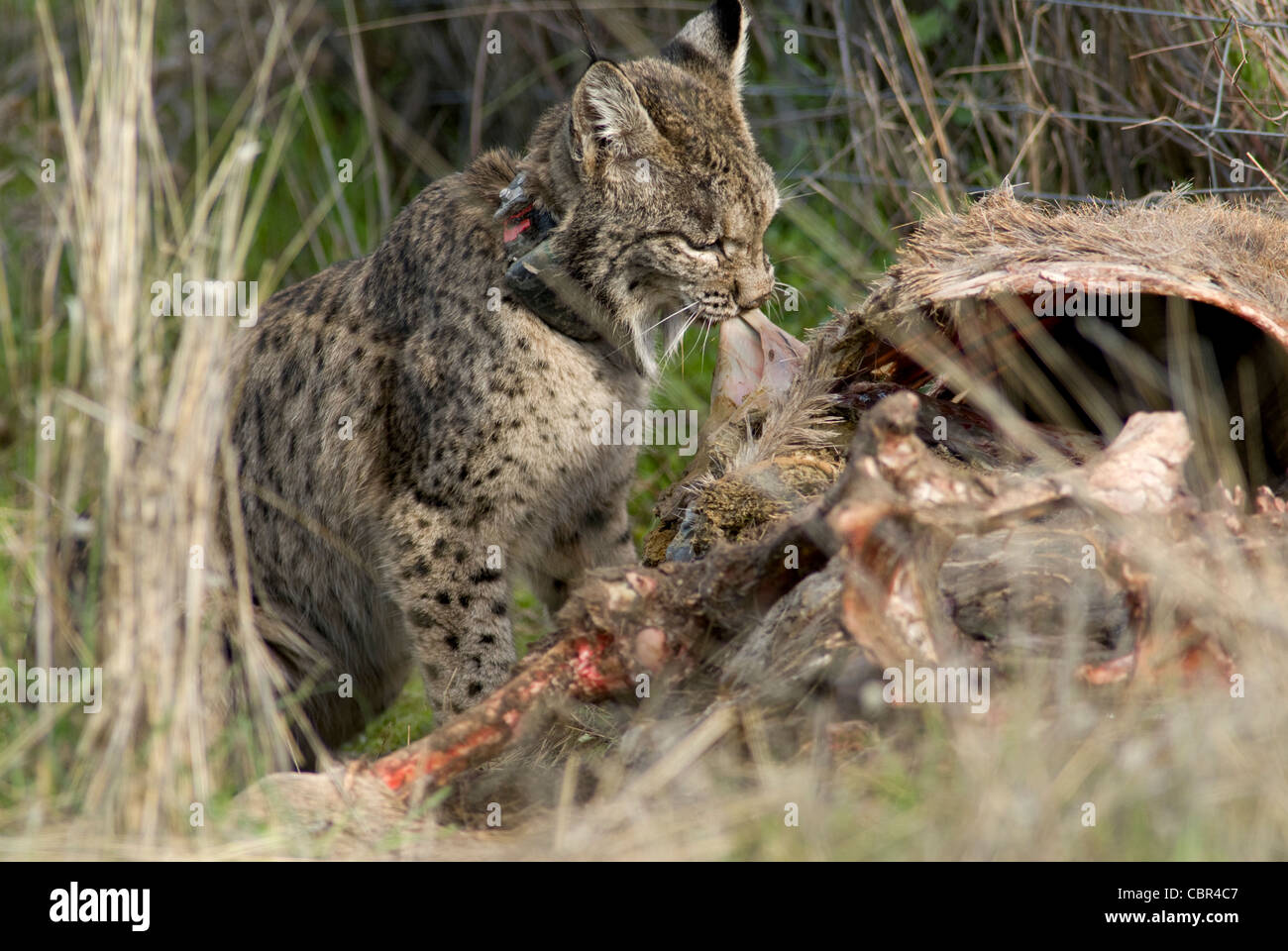 Le Lynx ibérique sauvages se nourrissent de carcasse de red deer piégés dans wire fence Banque D'Images