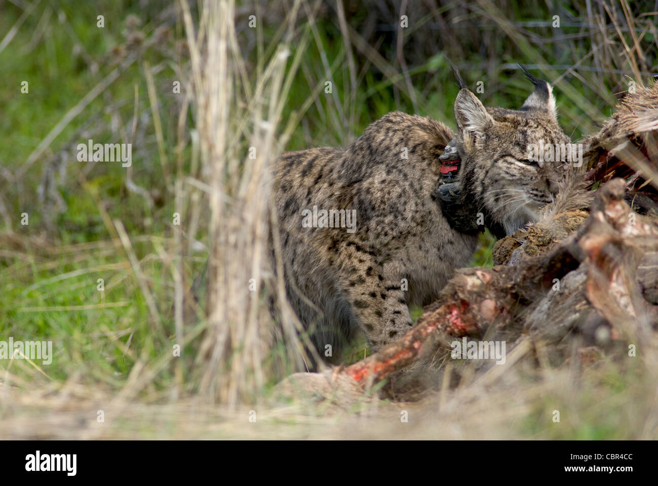 Le Lynx ibérique sauvages se nourrissent de carcasse de red deer piégés dans wire fence Banque D'Images