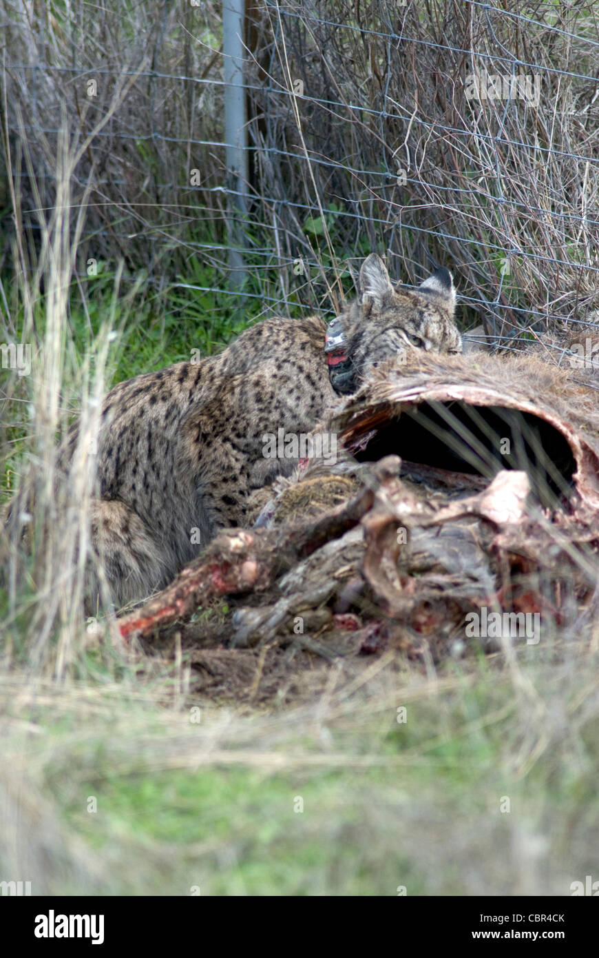 Le Lynx ibérique sauvages se nourrissent de carcasse de red deer piégés dans wire fence Banque D'Images