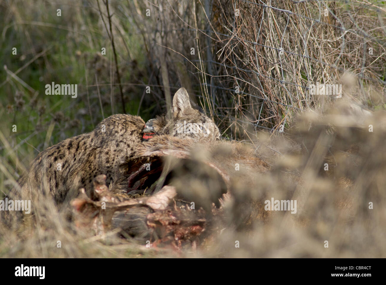 Le Lynx ibérique sauvages se nourrissent de carcasse de red deer piégés dans wire fence Banque D'Images