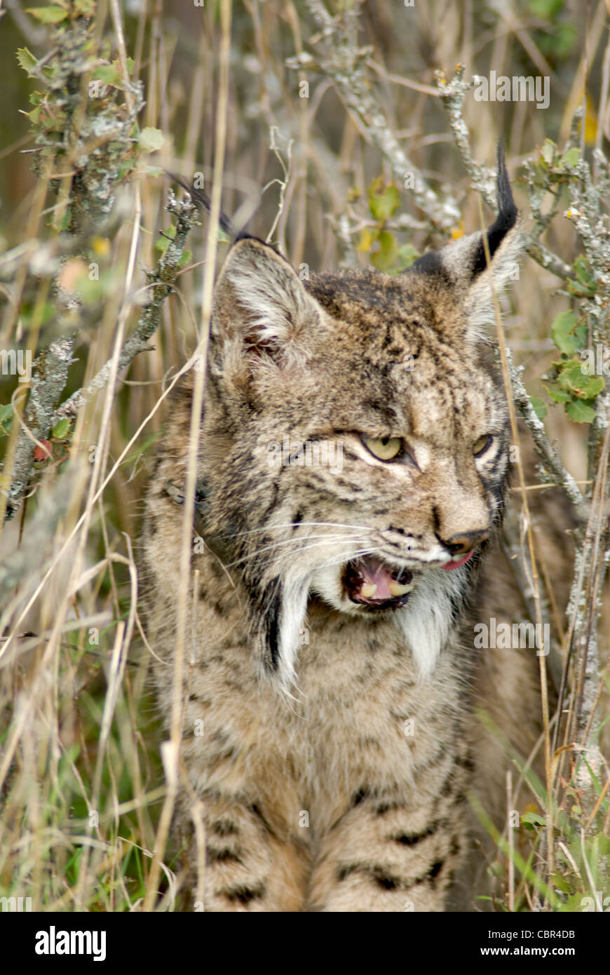 Le Lynx ibérique sauvages debout dans les hautes herbes et arbustes avec sa bouche ouverte Banque D'Images