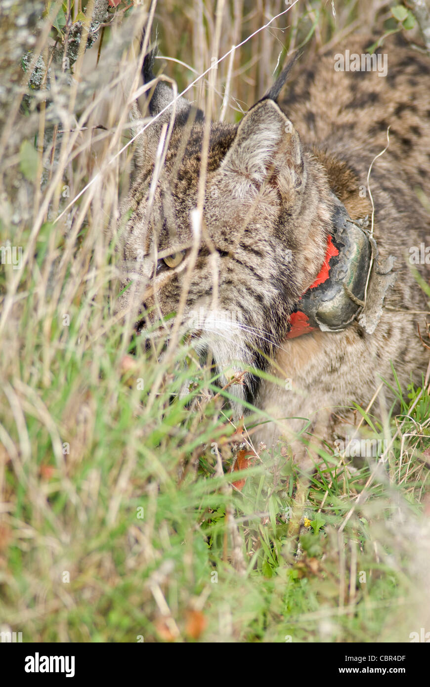 Wild Lynx ibérique marcher dans les hautes herbes,un GPS tracking collet est attaché à son cou. Banque D'Images