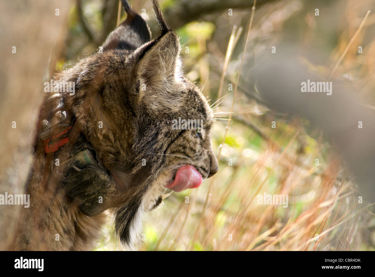 Wild Lynx ibérique assis derrière boulder léchant les lèvres, cette personne porte un collier de repérage GPS. Banque D'Images