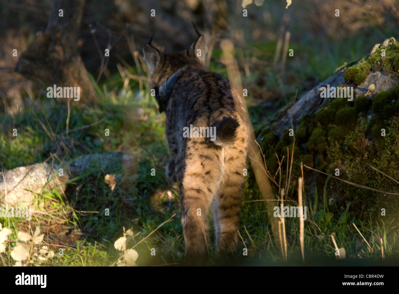 Le Lynx ibérique sauvages balade à travers bois, portant un collier de repérage GPS Banque D'Images